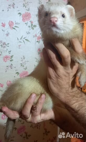 Вязка хорька