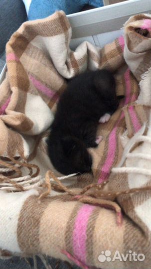 Отдам котёнка в добрые руки