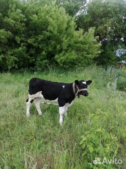 Продам тёлочку