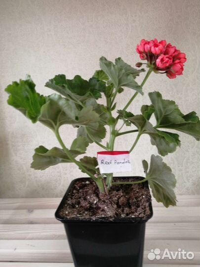 Пеларгония герань сортовая