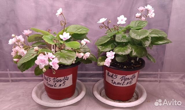 Цветущие фиалки