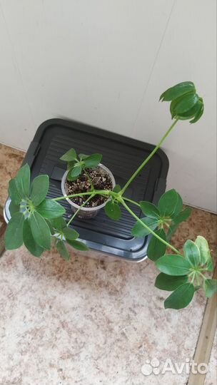 Шефлера комнатный цветок