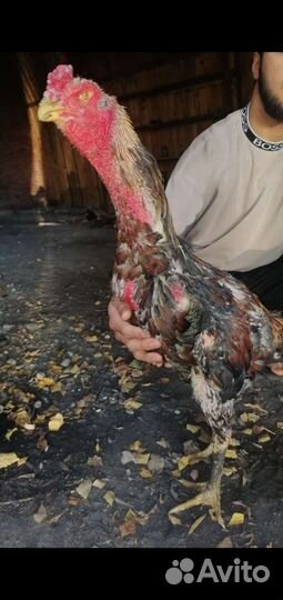 Бойцовые Петушки