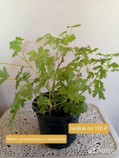 Пеларгония душистая