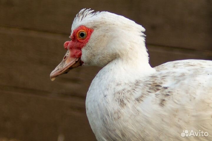 Индоутки - мускусные утки