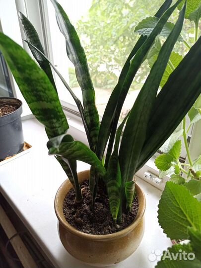 Комнатные цветы