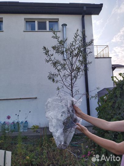 Облепиха саженцы