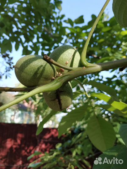 Саженцы грецкого ореха