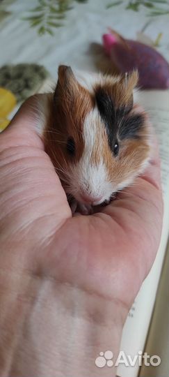 Морские свинки