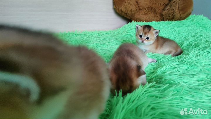 Золотые котята