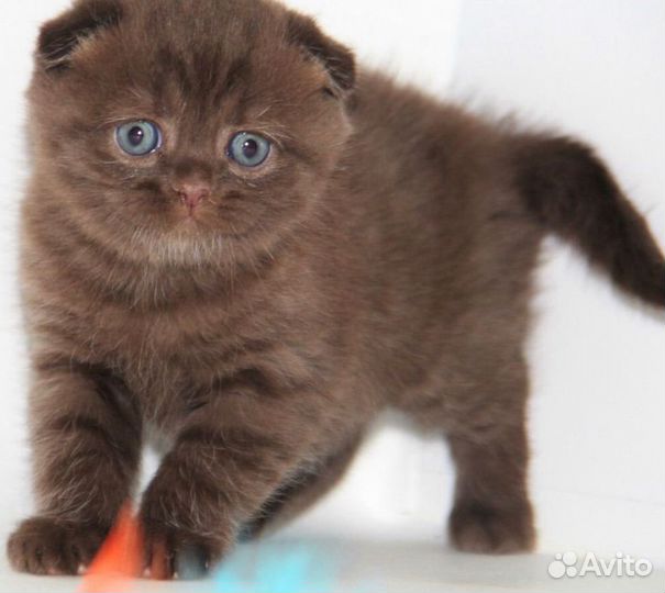 Чёрные и шоколадные вислоухие шотландские котятки