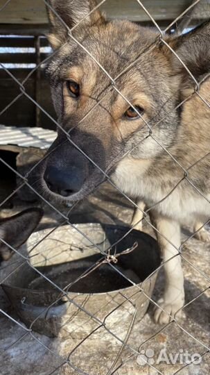 Охранницы на цепь - стерилизованные