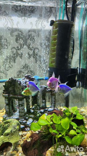 Аквариумные рыбки в хорошие руки