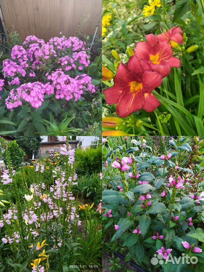 Садовые цветы