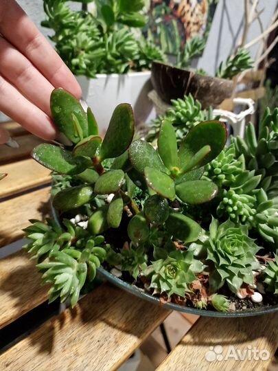 Крассула (Толстянка)