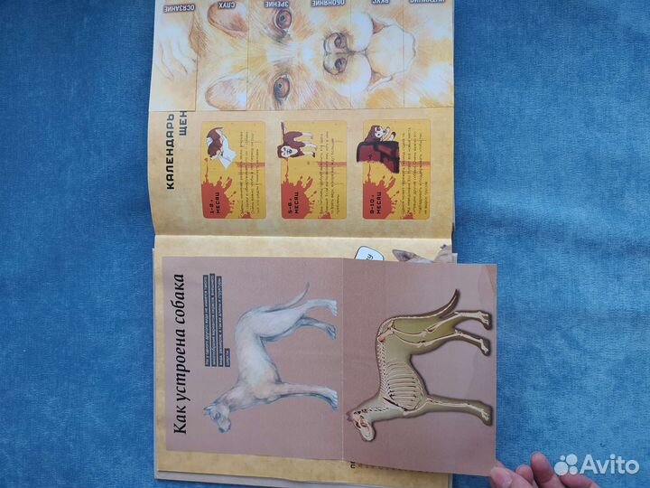 Собаки. Книжка-сюрприз для всех, кто обожает собак