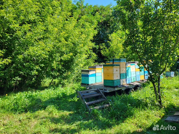 Продам мед оптом