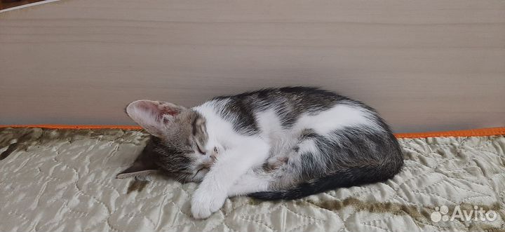 Кошечка