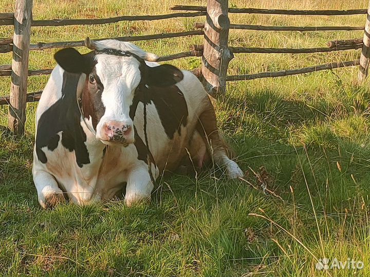 Корова дойная