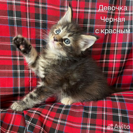 Котята мейн-кун