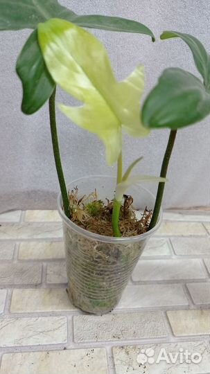 Продаю цветы