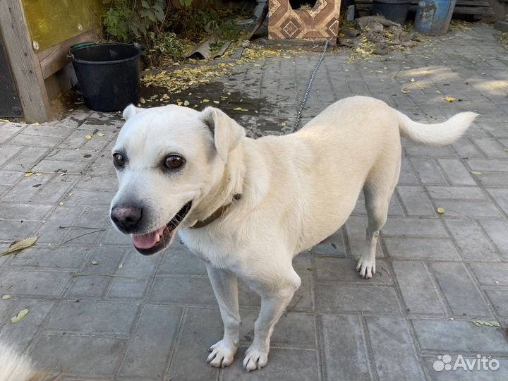 Собаки из приюта