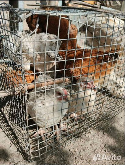 Молодые петушки и курочки