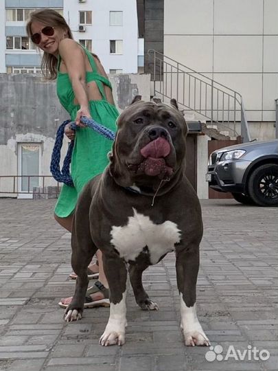 Лучший Булли хl в России