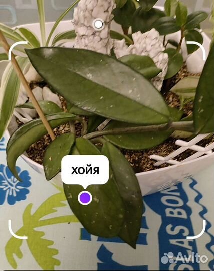 Цветочная композиция