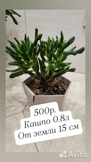 Крассула Хоббит