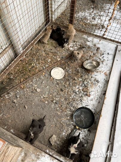 Собаки бесплатно в добрые руки щенки