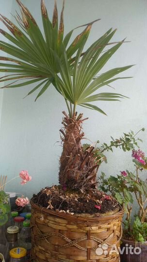 Пальма ливистона