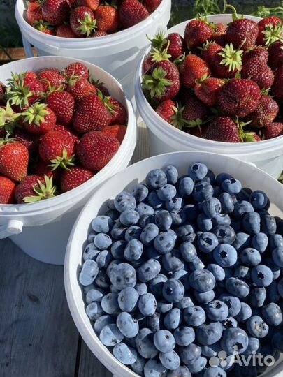 Ягода голубики свежая