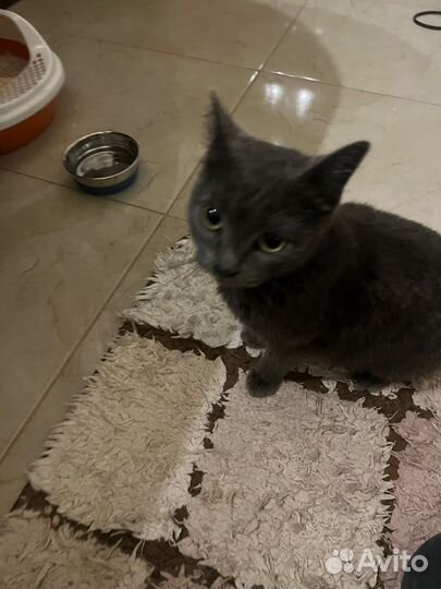 Кошечка ищет хозяина