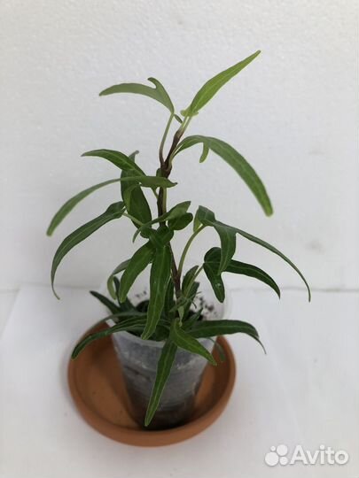 Бегония Гриффон,филодендрон Малай голд и др