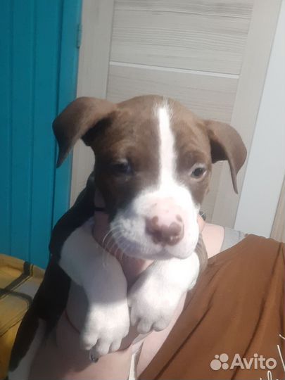 Щенок питбуля