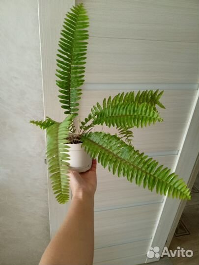 Папоротник цветок