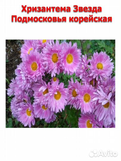 Укорененные черенки хризантемы корейской