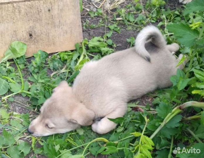 Щенки в добрые руки