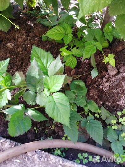 Ежевика саженцы