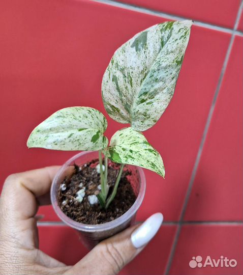 Эпипремнум пинатум вайт марбл вар