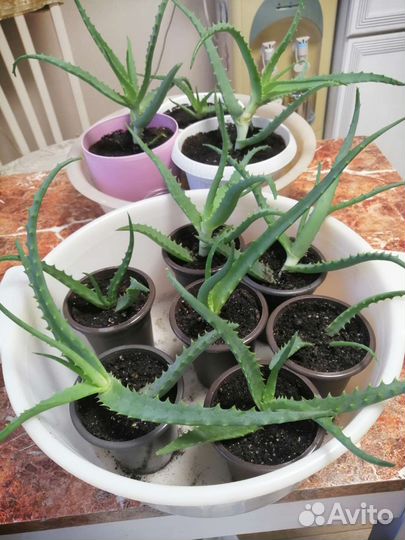 Алоэ лечебный