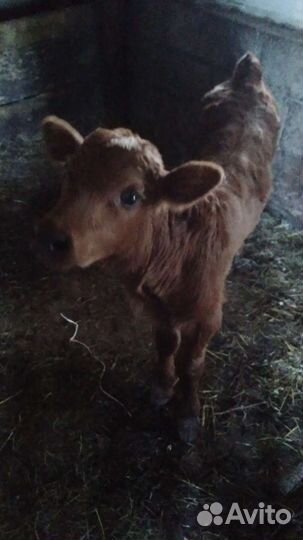 Телята бычки