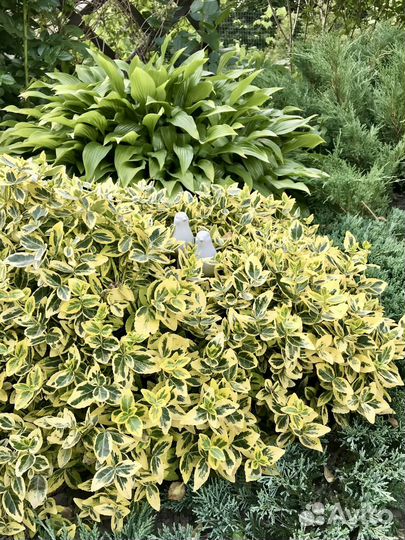 Бересклет форчуна Emerald Gold