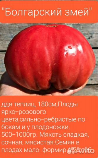 Семена помидор