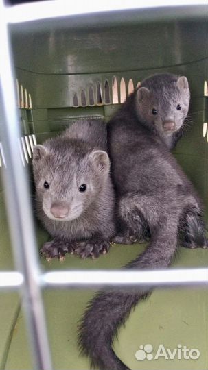 Щенки норки