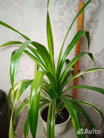 Пальма панданус