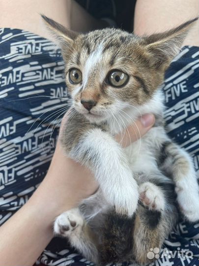 Кошка в дар