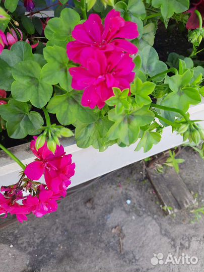 Комнатные растения