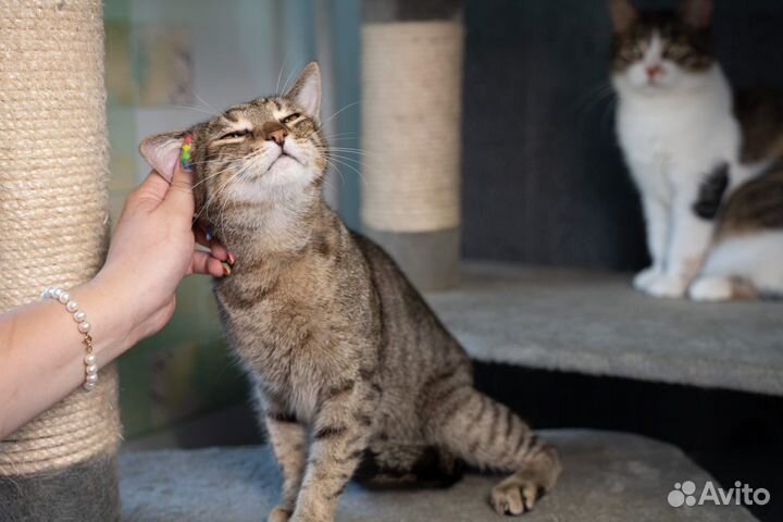 Мегаласковый кот